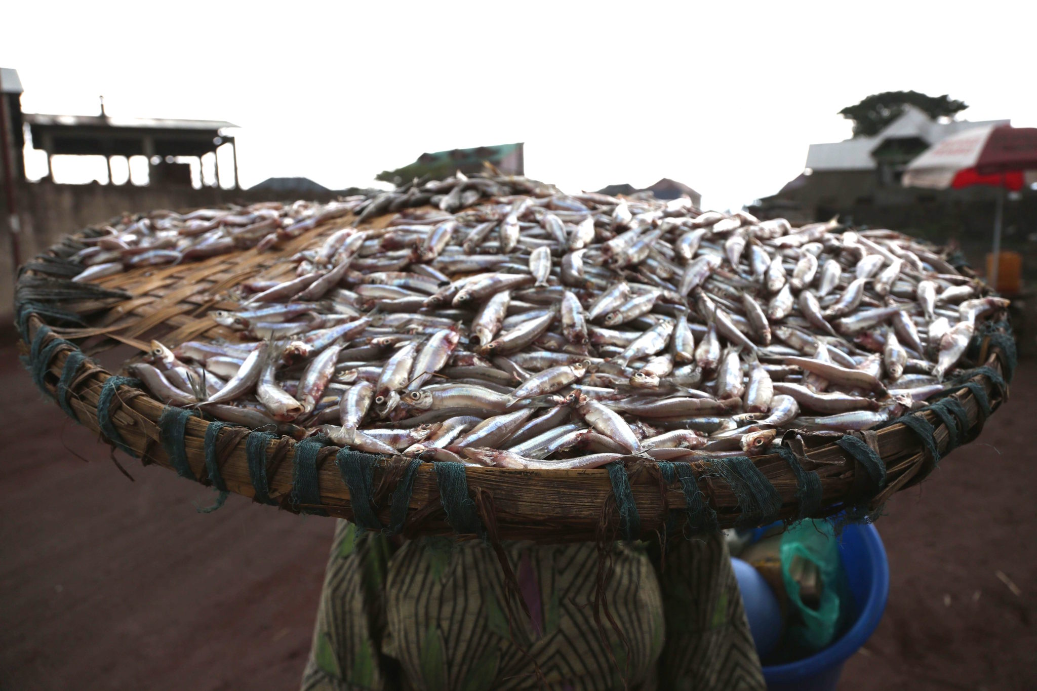 Factsheet Faibles Captures De Sambaza Dans Le Lac Kivu Ne Signifient