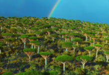 Ces images de l’île de Socotra aux arbres dragonniers sont réelles et ne sont pas générées par l’IA