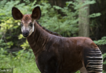 Non, il n’existe pas de prix officiel d’un Okapi et l’animal est interdit de vente mondialement
