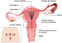 FAUX, ce ne sont pas les hommes qui sont les seuls porteurs du papillomavirus (HPV), responsable du cancer du col de l’utérus